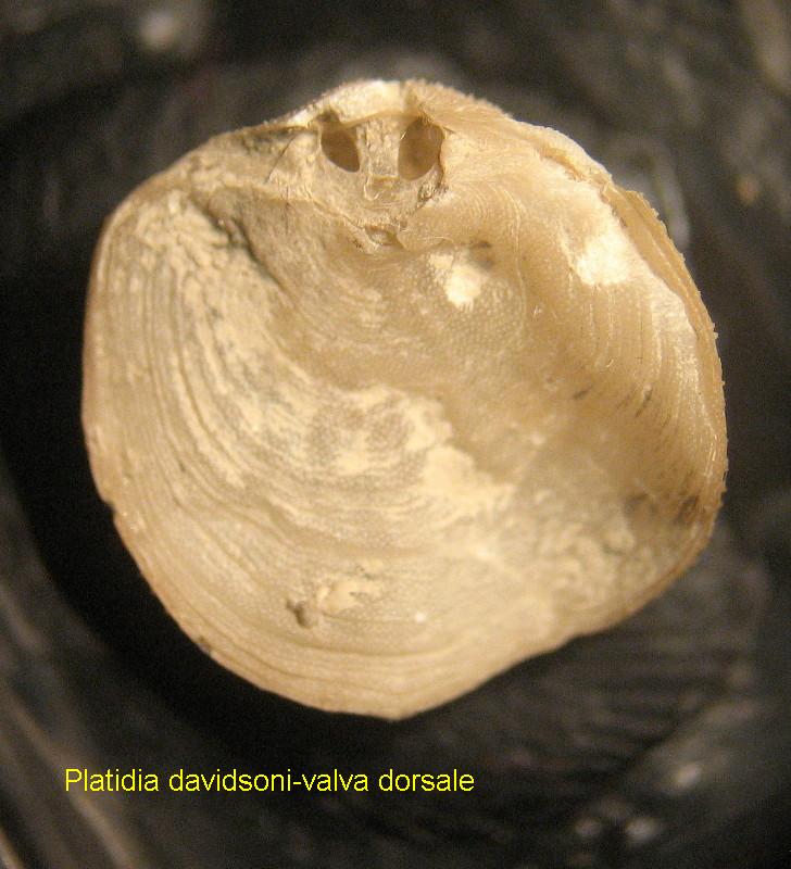 Platidia davidsoni (Eudes-Deslongchamps, 1855)